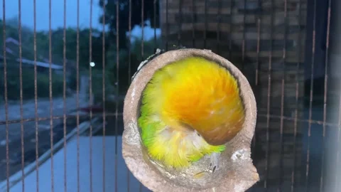 Active Lovebird Inside Bird Cage in Natural Daylight Stock-Footage 335293948
