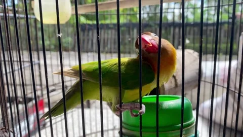 Active Lovebird Inside Bird Cage in Natural Daylight Stock Footage 335294211