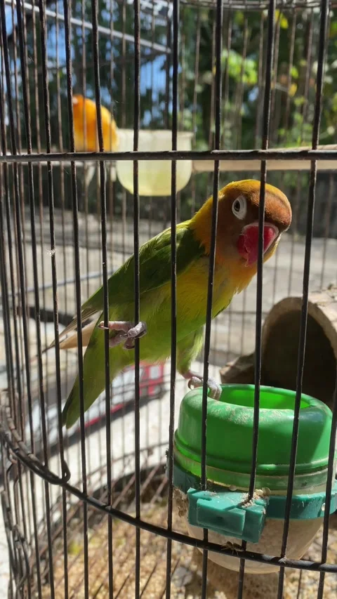 Active Lovebird Inside Bird Cage in Natural Daylight Vídeo Stock 335302623