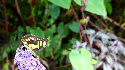 Active Malachite butterfly keeps feeding and moving Vídeos de archivo 149643848