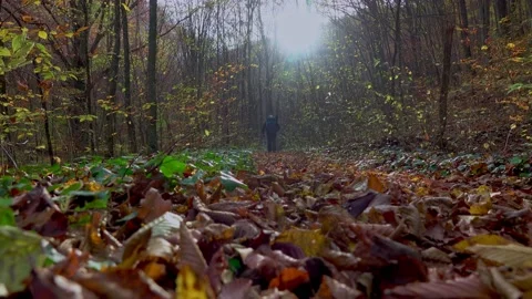 Active man hiking through the forest path covered with colorful fallen leaves Stock Footage 220737298
