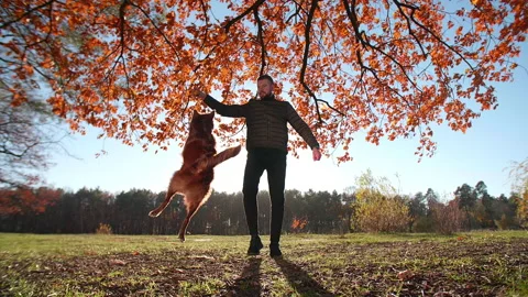 Active man training his intelligent Border Collie to jump over his legs Video stock 227967350