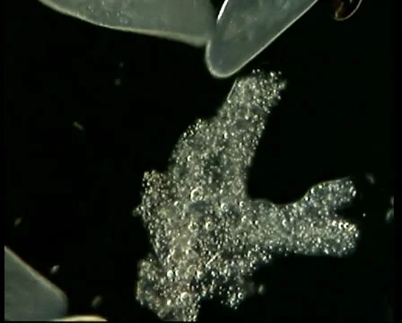 Active Motile Ameba Video stock 1200585