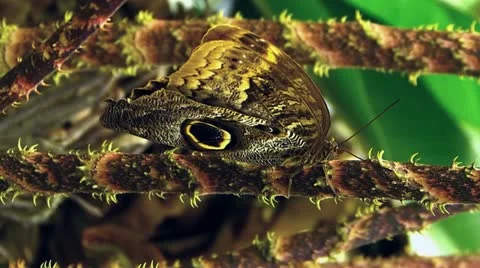 Active motion Owl Butterfly opening closing wing Tropical rainforest Vidéo 18007455