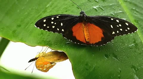 Active motion Tiger Heliconian Butterfly open closing wing Tropical rainforest Stock Footage 18007392