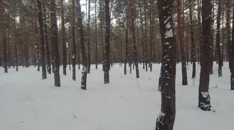 Active movement in the forest Stockbeeldmateriaal 148169701