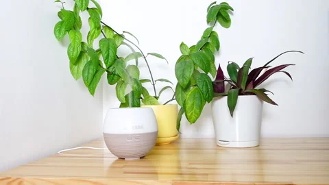 Active Natural Essential Oil Diffuser Video stock 168690527