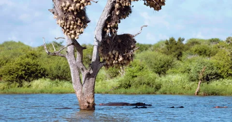 Active nesting colony of southern masked weaver birds. Birding on Africa Safari Видео 201219872
