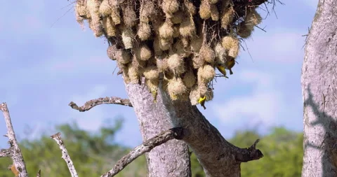 Active nesting colony of southern masked weaver birds. Birding on Africa Safari Stock-Footage 201219944