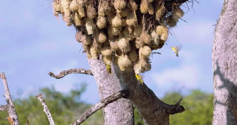 Active nesting colony of southern masked weaver birds. Birding on Africa Safari Stock Footage 262114693