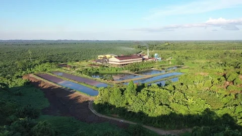 An active palm processing factory Stock Footage 305320032
