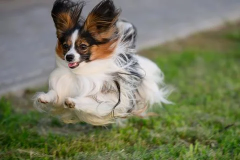 Active Papillon dog running fast on green grass field, cute butterfly dog sprint Stock Photos