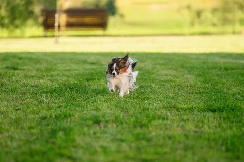 Active Papillon dog running fast on green grass field off leash, happy purebred Фото