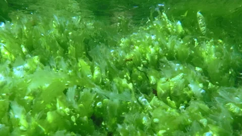 Active photosynthesis oxygen bubbles in bright green sea cabbage leaves in Stock Footage 342705377