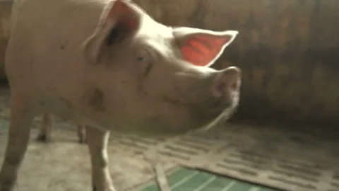 Active pig seeking and sniffing out fresh food in a stony pigstry in Ukraine Stock Footage 88488227