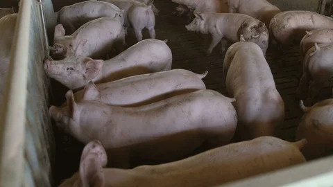 Active pigs drinking water from vertical metallic tubes fixed to a partition  Stock Footage 107606651