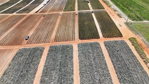 Active Pineapple Farming Harvest around Beerwah in Queensland, Australia Stock Footage 325888375