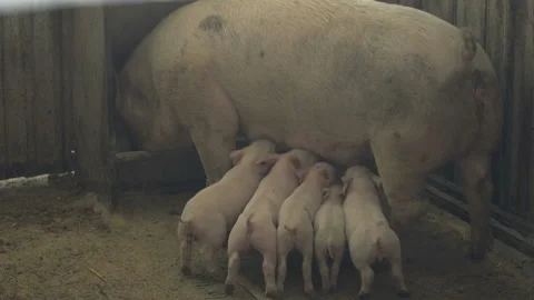 Active pink piglets drinking milk of their standing swine in a wooden shed Stock Footage 88490490