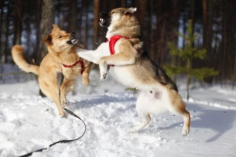 Active play between two dogs in the snow. Stock Photos