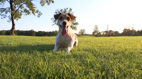 Active playfull dog Vídeo Stock 45862167