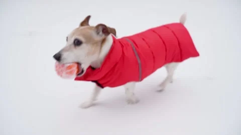 Active playing dog WITH BALL winter snow red clothes Vídeo Stock 168250609