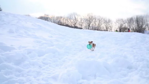 Active playing running dog with disk toy. Winter weather snowy white moments Vídeo Stock 87409028