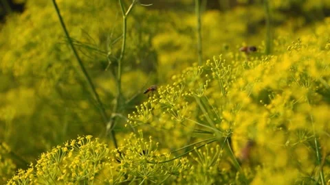 Active Pollination by Bees on Organic Dill Blossoms Stock Footage 329010496