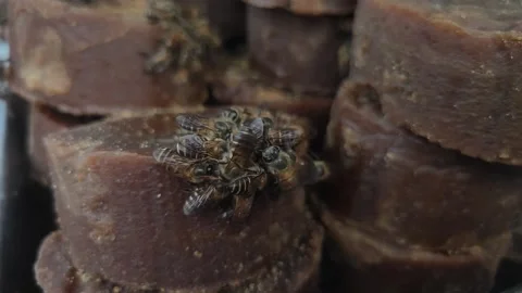 Active Pollinators Hovering and Landing on Organic Unrefined Sugar Patties Stock Footage 339647479