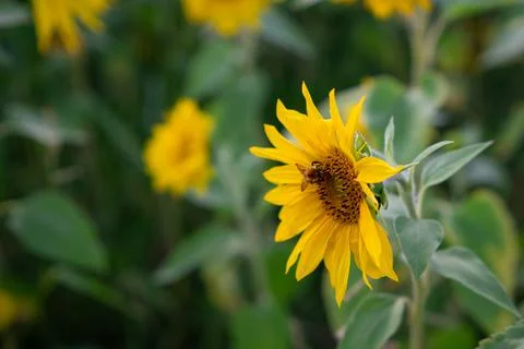 Active pollinators share the bloom in warm daylight. Stock Photos