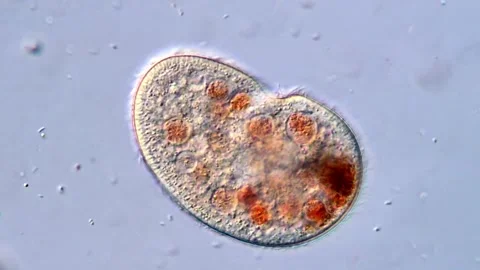 Active Protozoa With Visible Cilia Moving Under 400x Magnification 動画素材 318945461
