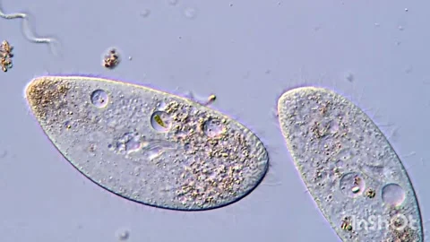 Active Protozoan Ciliates Observed Microscopically, 400x magnification 스톡 동영상 318001971