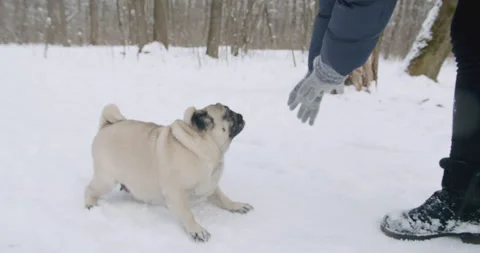 Active pug dog playing with the owner in beautiful winter park. Video stock 143814458