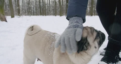 Active pug dog playing with the owner in beautiful winter park. Stock Footage 165162573