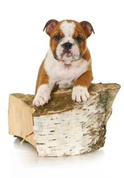 Active puppy Stock Photos