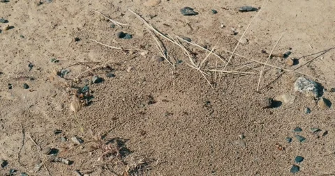 Active red ants building a nest in dry sand Stock Footage 339805128