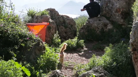 Active red cat walking on the green grass Stock Footage 62485839