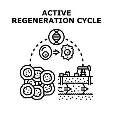Active regeneration cycle creating new cells and resources Stock Illustration