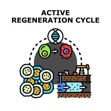 Active regeneration cycle creating new cells and resources Stock Illustration