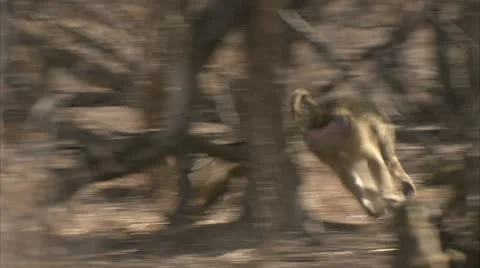 Active Savanna Baboons chasing each other. Niassa Reserve, Mozambique. Stock-Footage 23827212
