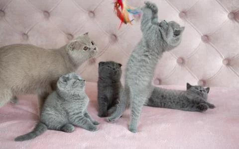 Active Scottish kitten jumping for toy near mother cat and siblings on pink.. Stock Photos