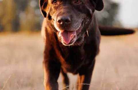 Active Senior Labrador Retriever Approaching Camera Outdoors, Running Throu.. Stock-Fotos