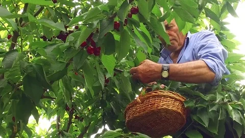 Active senior man picking ripe organic fruits from his cherry farm Stock Footage 85438754
