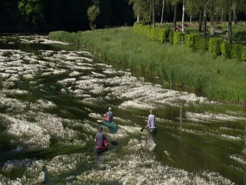 Active seniors men canoeing through blooming water plants, Belgium Stock Footage 76165040