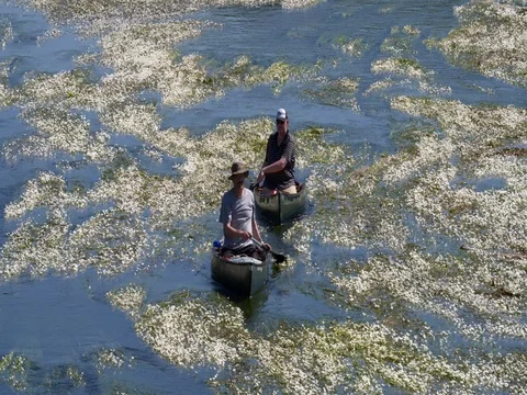 Active seniors men canoeing through blooming water plants, Europe 4K Stock Footage 76165047