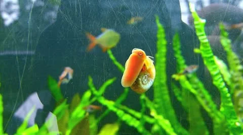 Active Shell fish sucking cleaning weeds on aquarium glass Stock Footage 20593995