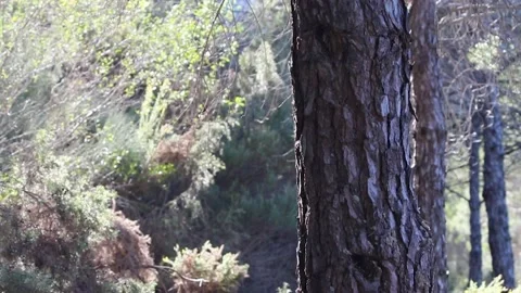 Active shot of a pine tree Stock Footage 231874194