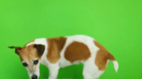 Active small dog come to frame and then leave. Video footage. Green chroma key Vídeo Stock 91121572