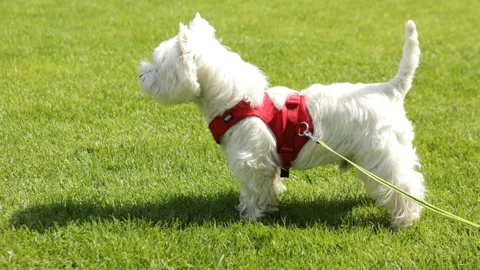 Active small dog West hiland white terrier Vídeo Stock 112974287