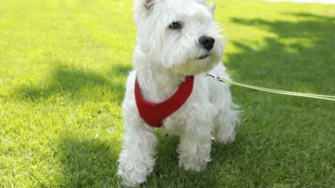 Active small dog West hiland white terrier Vídeo Stock 112974480