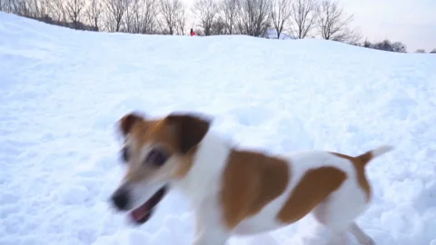 Active small funny dog playing outside. Snowy winter weather. Video footage slow Vídeo Stock 86867640